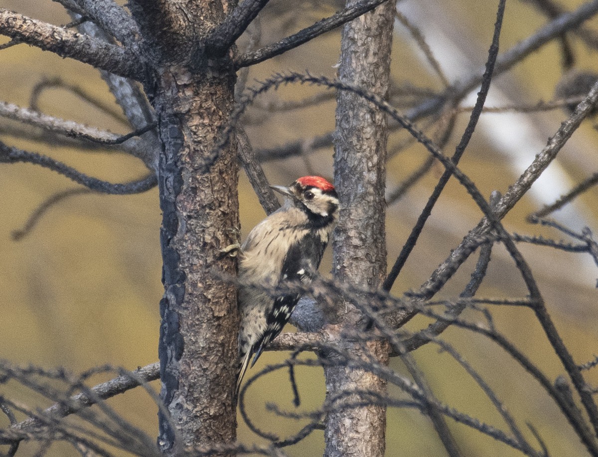 Lesser Spotted Woodpecker - Ed Stubbs