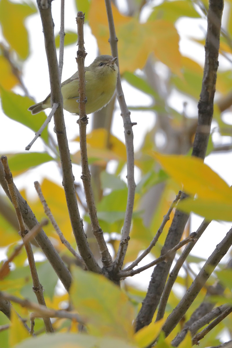 Ebird checklist 18 oct 2020 pleasant view marsh 11 species