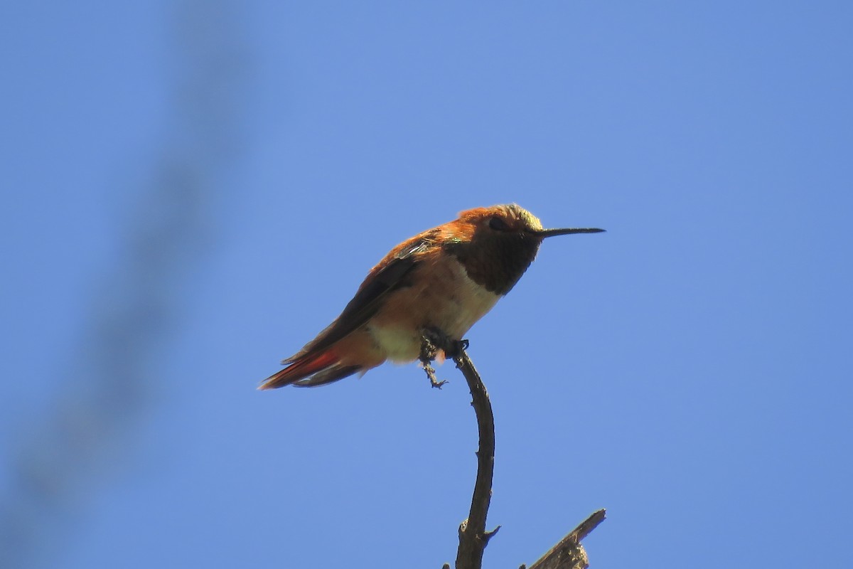 Rufous Hummingbird - Osvaldo Balderas San Miguel
