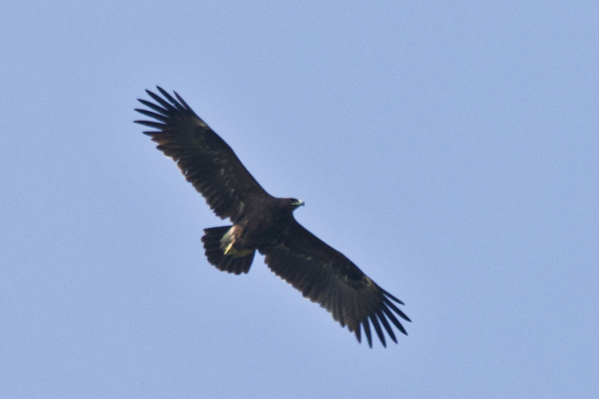 Greater Spotted Eagle - ML274310581