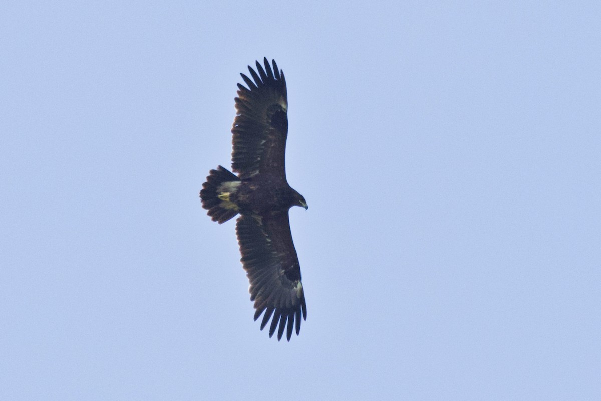 Greater Spotted Eagle - ML274310621