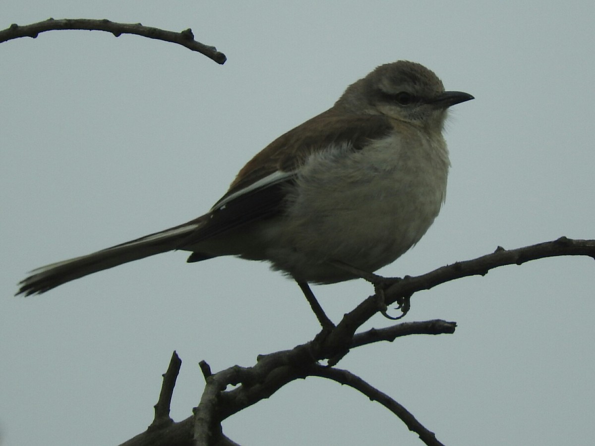 White-banded Mockingbird - Enrique Chiurla