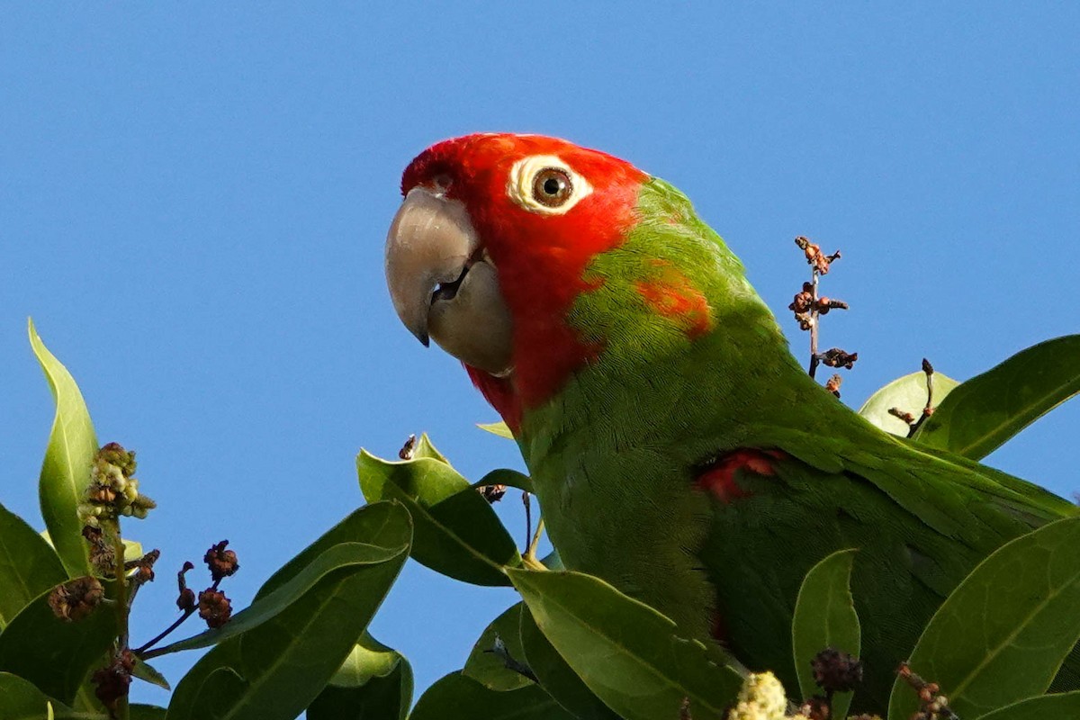 Red-masked Parakeet - Kathy Doddridge