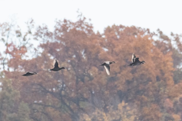 Black Scoter