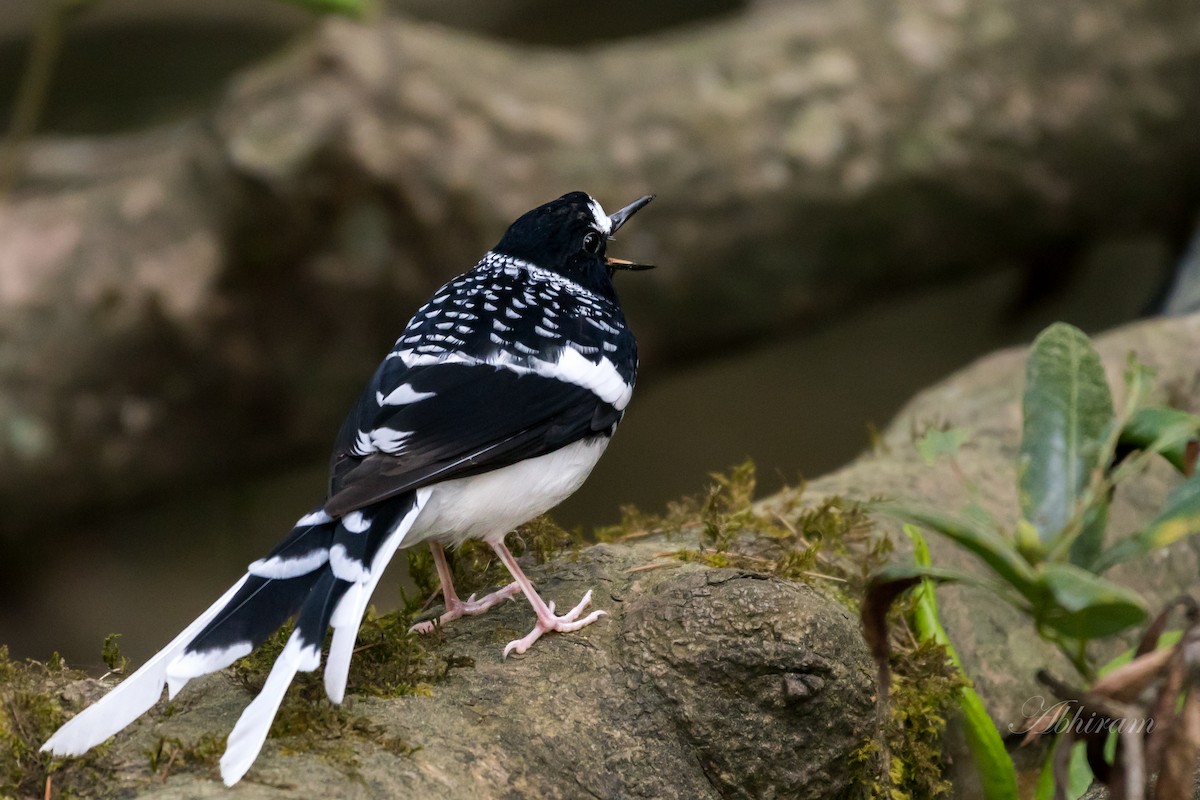 Spotted Forktail - ML274318531