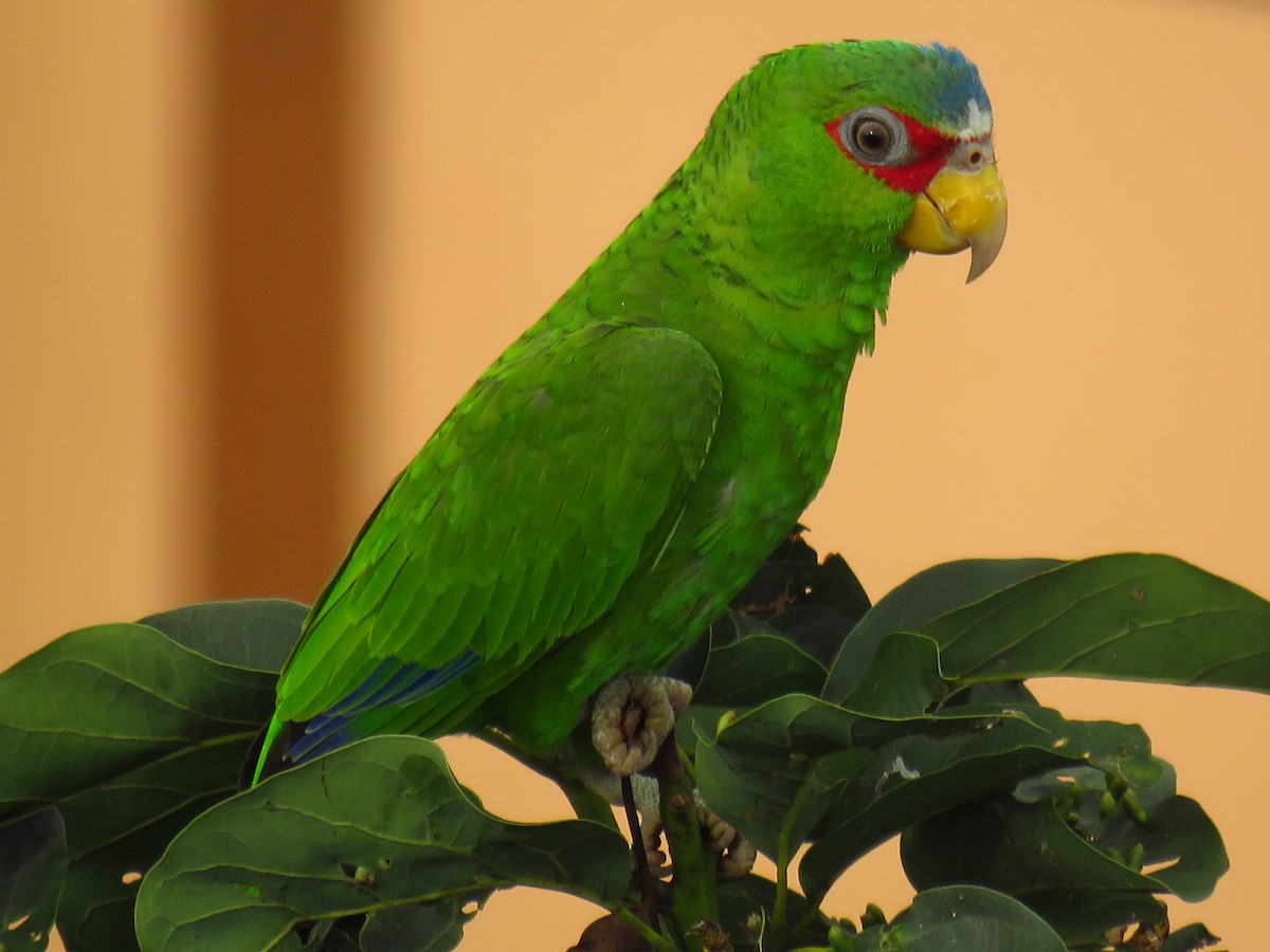 White-fronted Parrot - Carlos Sandoval