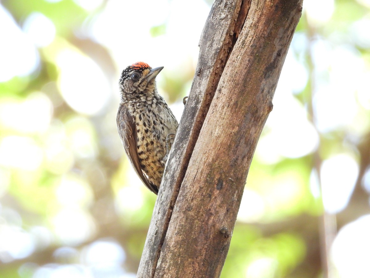 White-wedged Piculet - Guilherme Canassa