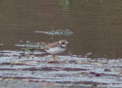 Semipalmated Plover - ML274344221