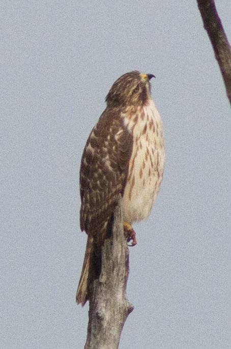 Red-shouldered Hawk (lineatus Group) - ML274344321