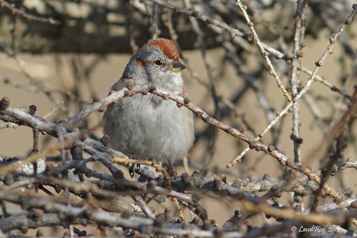 American Tree Sparrow - Laval Roy