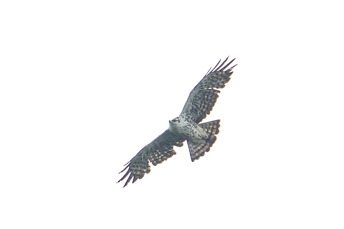 Ayres's Hawk-Eagle - Peter  Steward