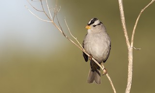 White-crowned Sparrow Identification, All About Birds, Cornell Lab of  Ornithology