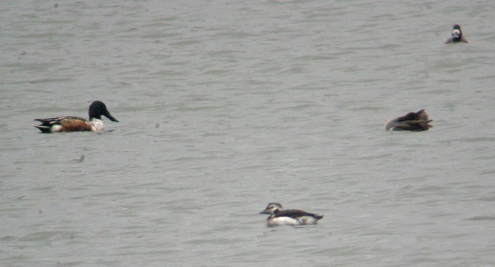 Long-tailed Duck - ML27434951