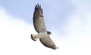  - White-tailed Hawk