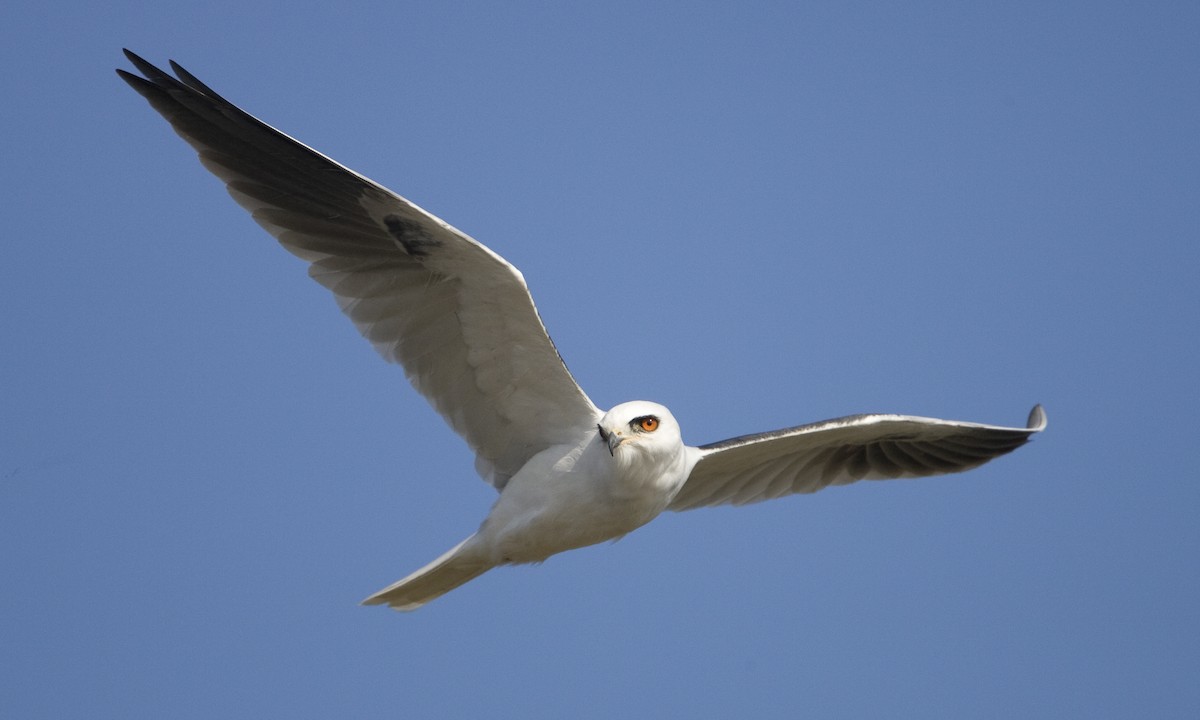 White-tailed Kite - ML27435281