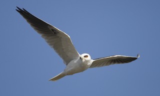  - White-tailed Kite