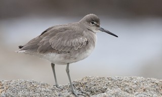  - Willet (Western)