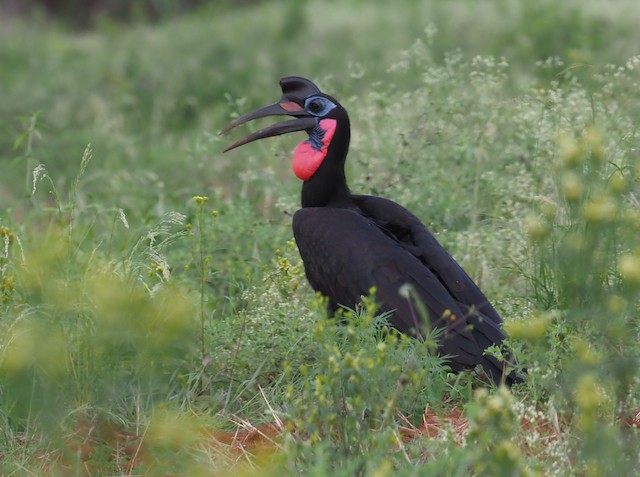 ground-Hornbill 