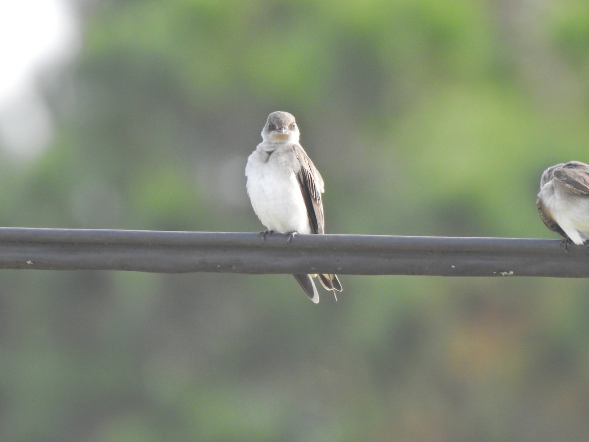 Northern Rough-winged Swallow - ML274355411