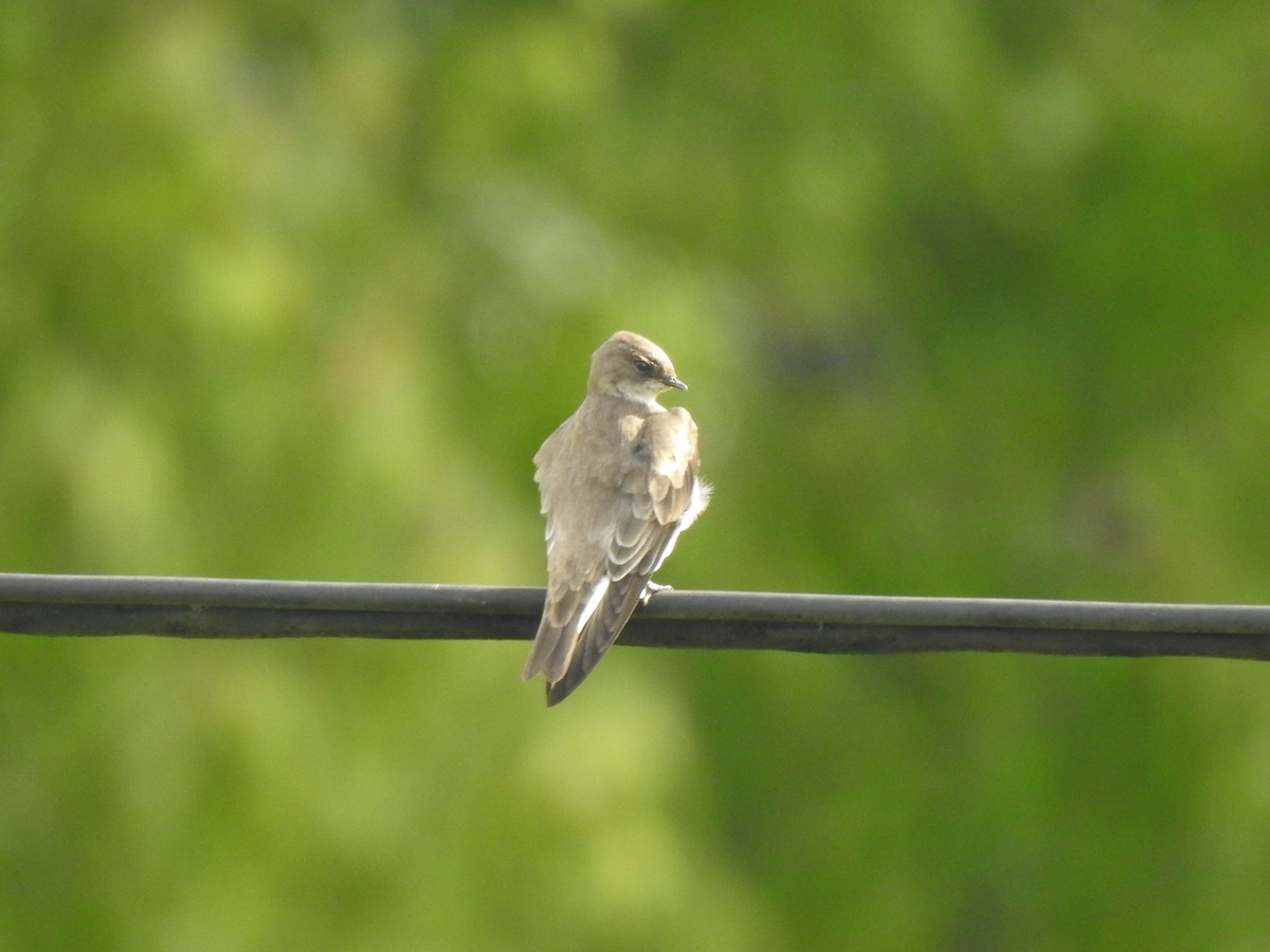 Northern Rough-winged Swallow - ML274355601