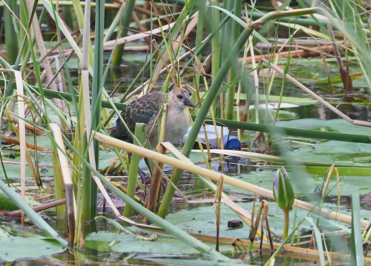 ML274357851 - Allen's Gallinule - Macaulay Library