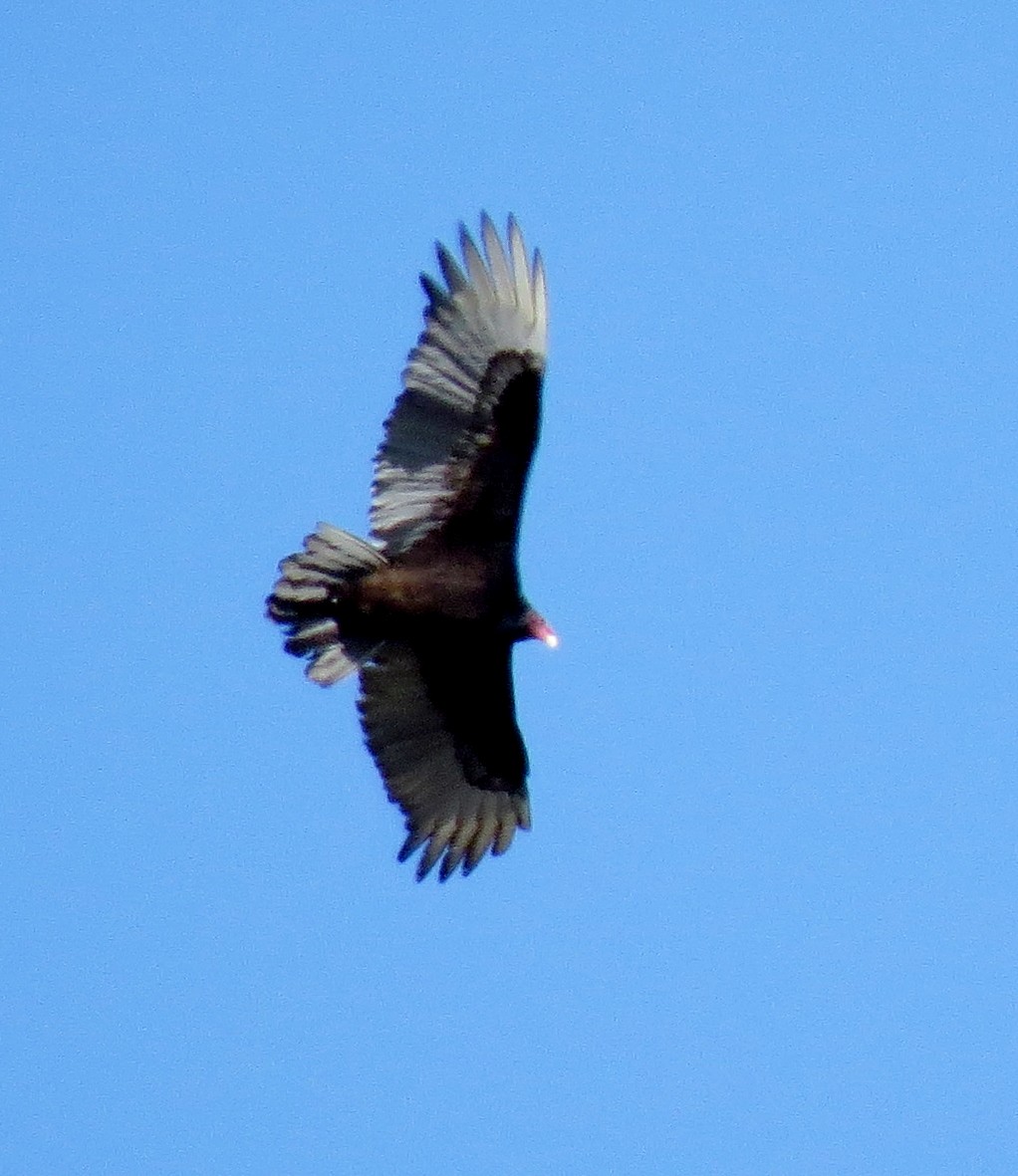 Turkey Vulture - ML27436111