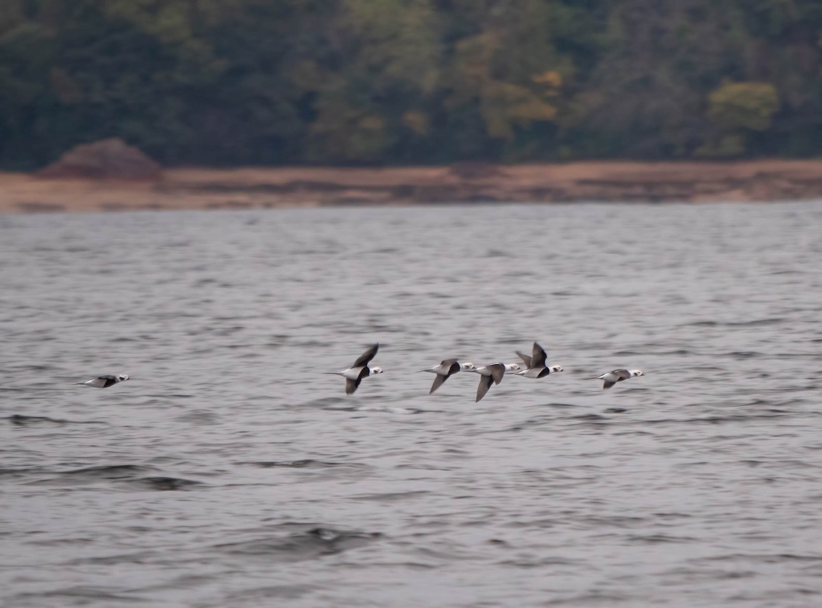 Long-tailed Duck - ML274361531