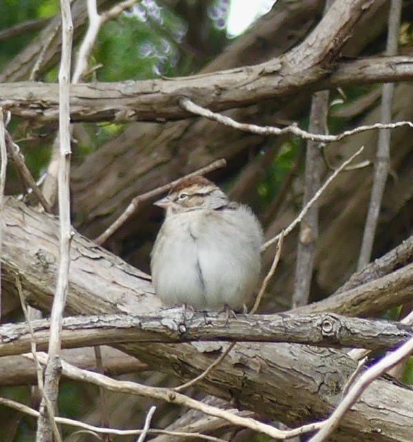 Chipping Sparrow - ML274361861
