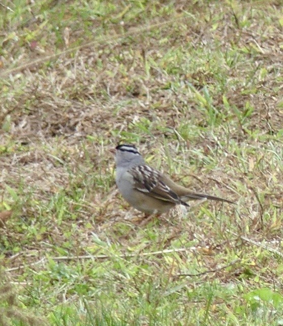 White-crowned Sparrow - Russell Taylor