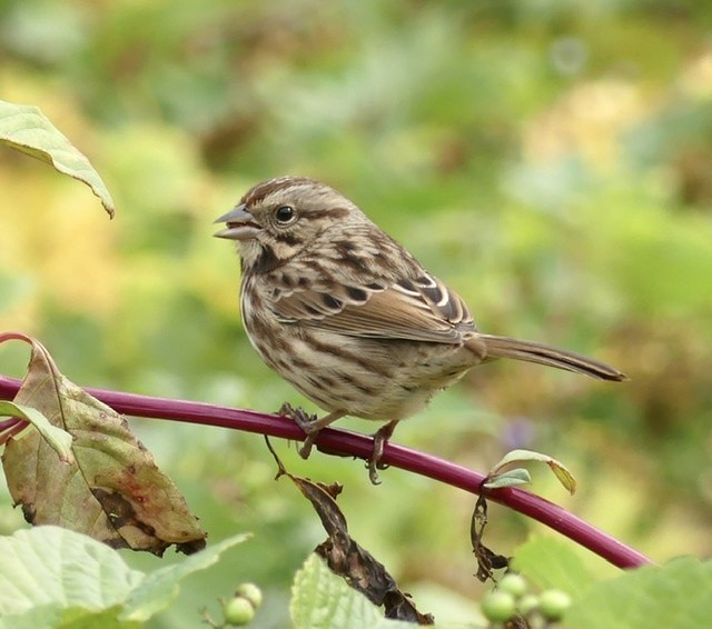 Song Sparrow - Russell Taylor