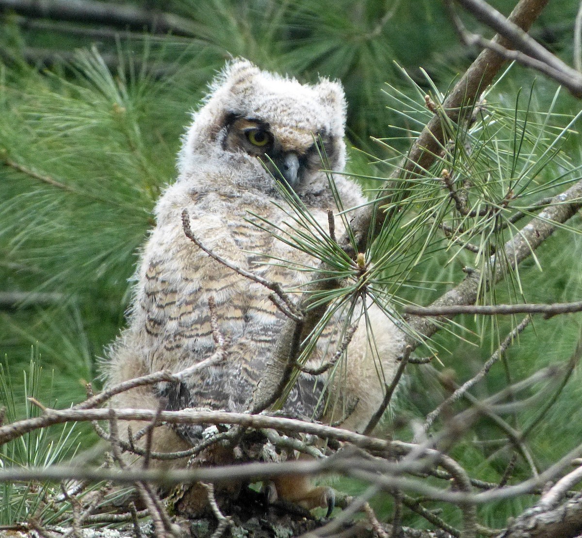Great Horned Owl - ML27436501