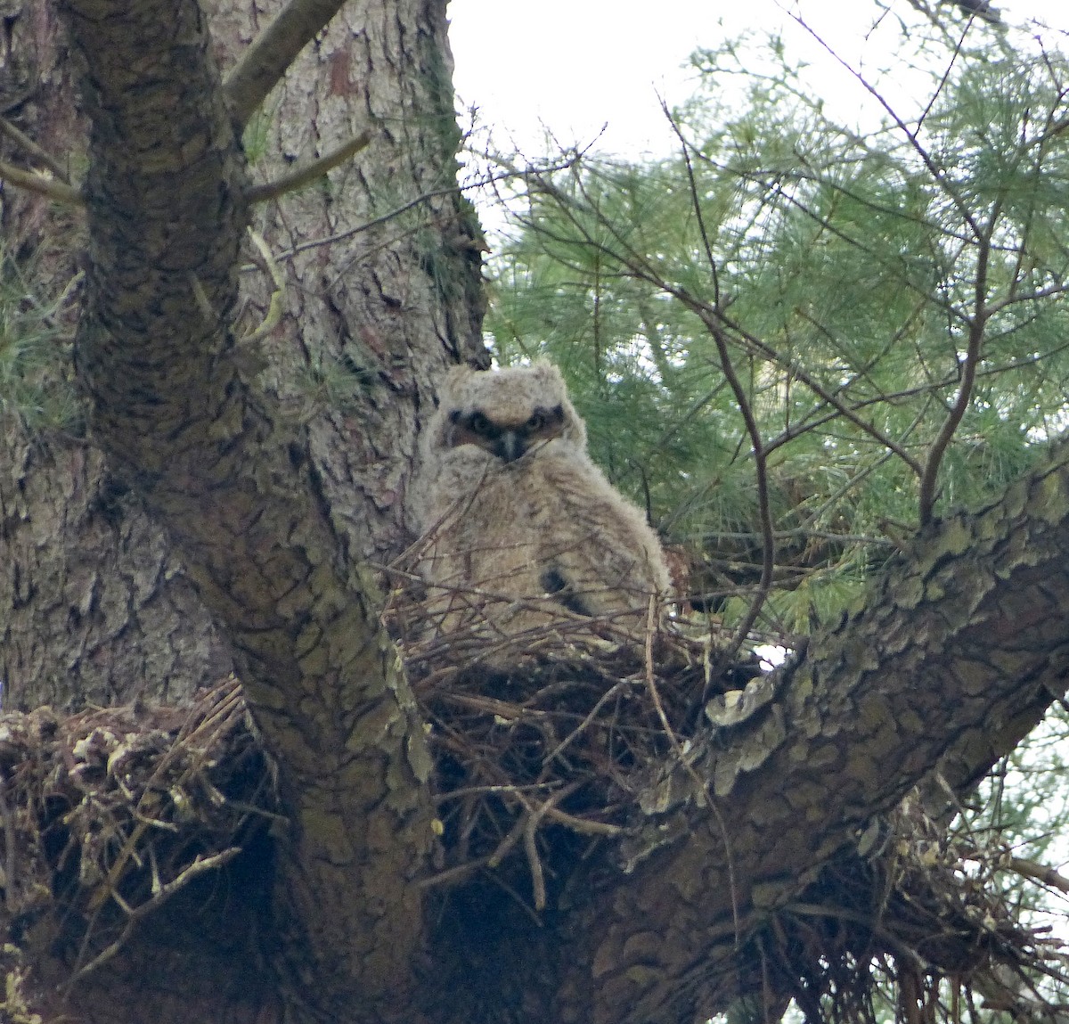 Great Horned Owl - ML27436531