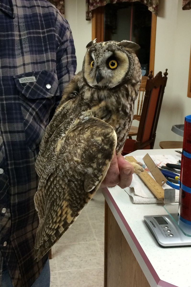 Long-eared Owl - Vicki St Germaine