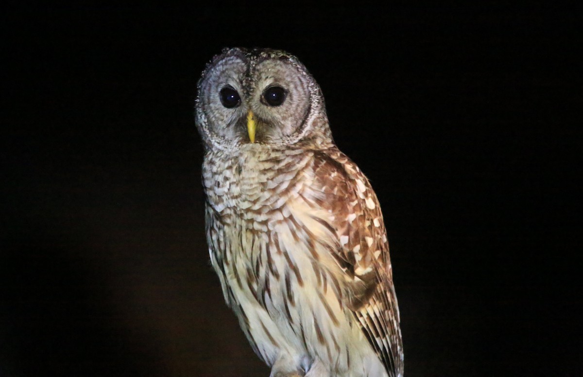 Barred Owl - ML27436591