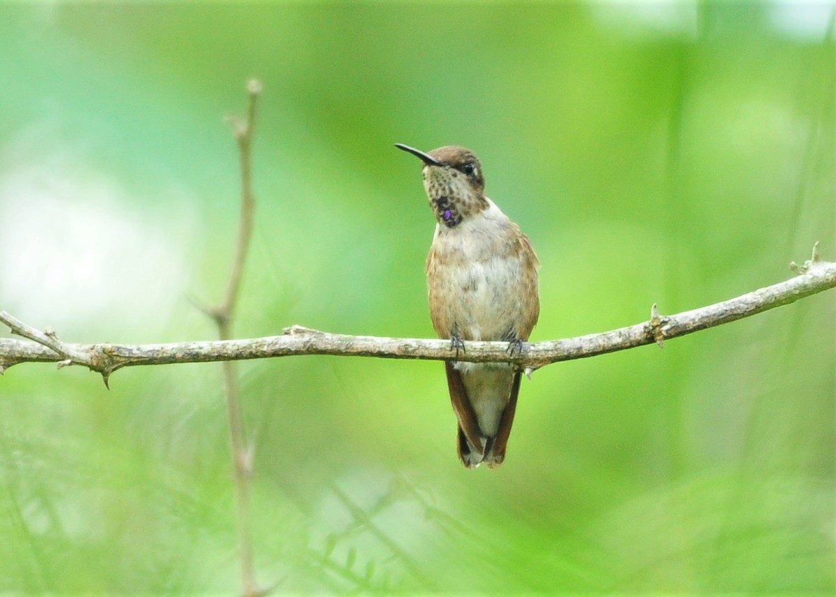 Black-chinned Hummingbird - Javi Gonzalez