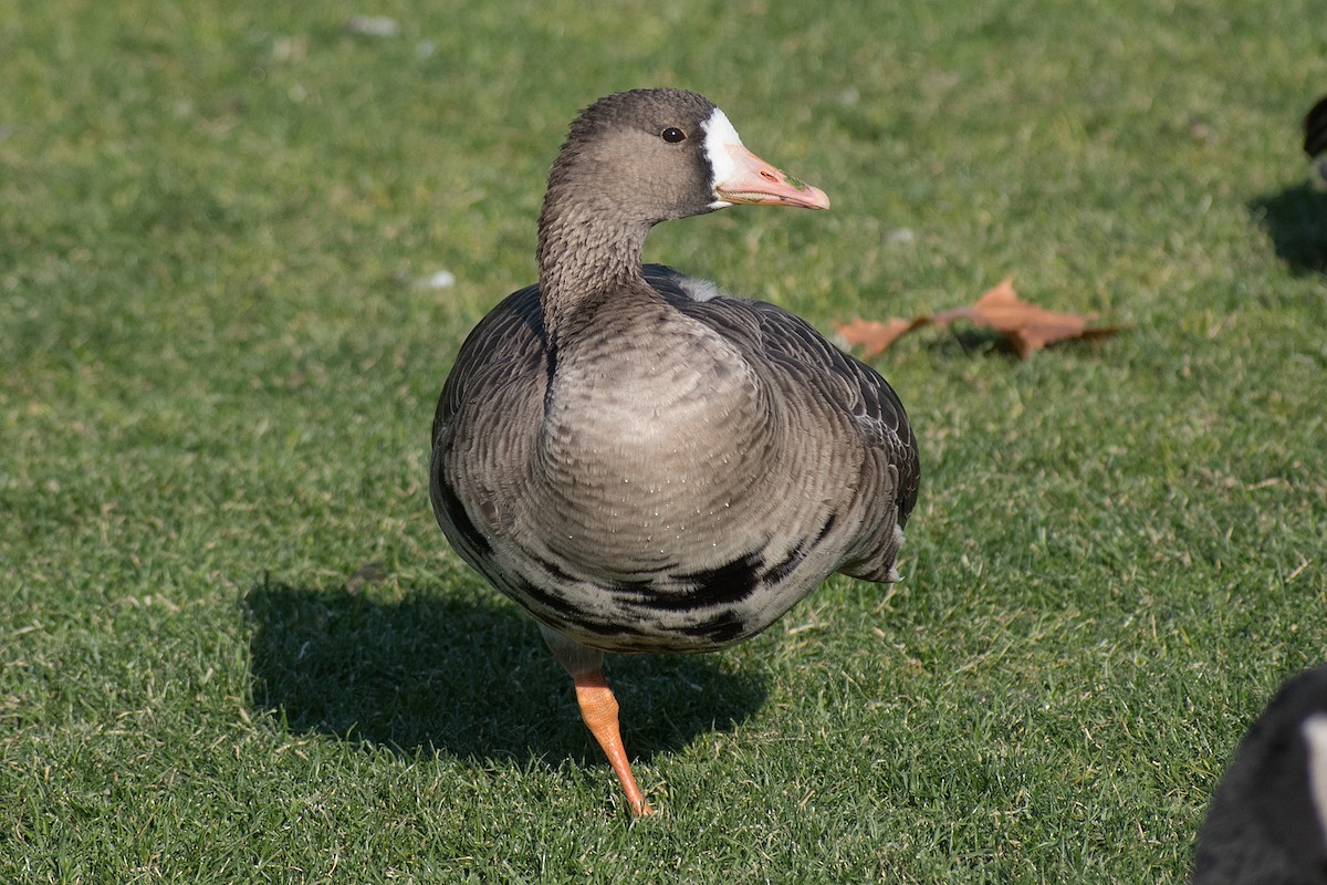 Greater White-fronted Goose - ML274368441