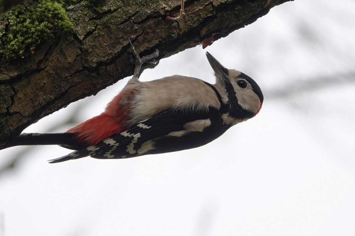 Great Spotted Woodpecker (Great Spotted) - Daniel Winzeler