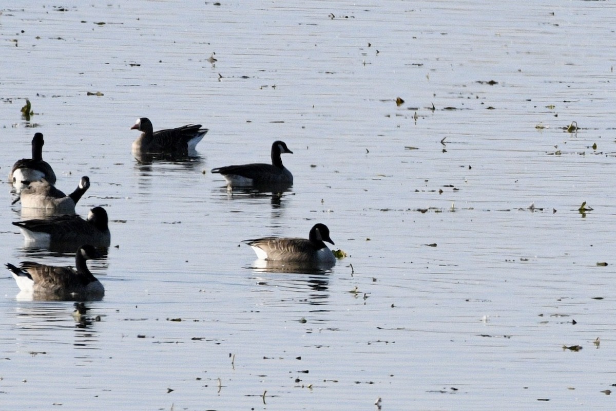 Greater White-fronted Goose - ML274370301