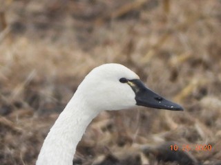 Tundra Swan, ML274377571