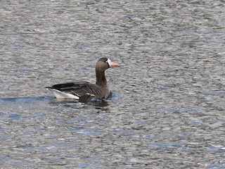 Greater White-fronted Goose, ML274381051