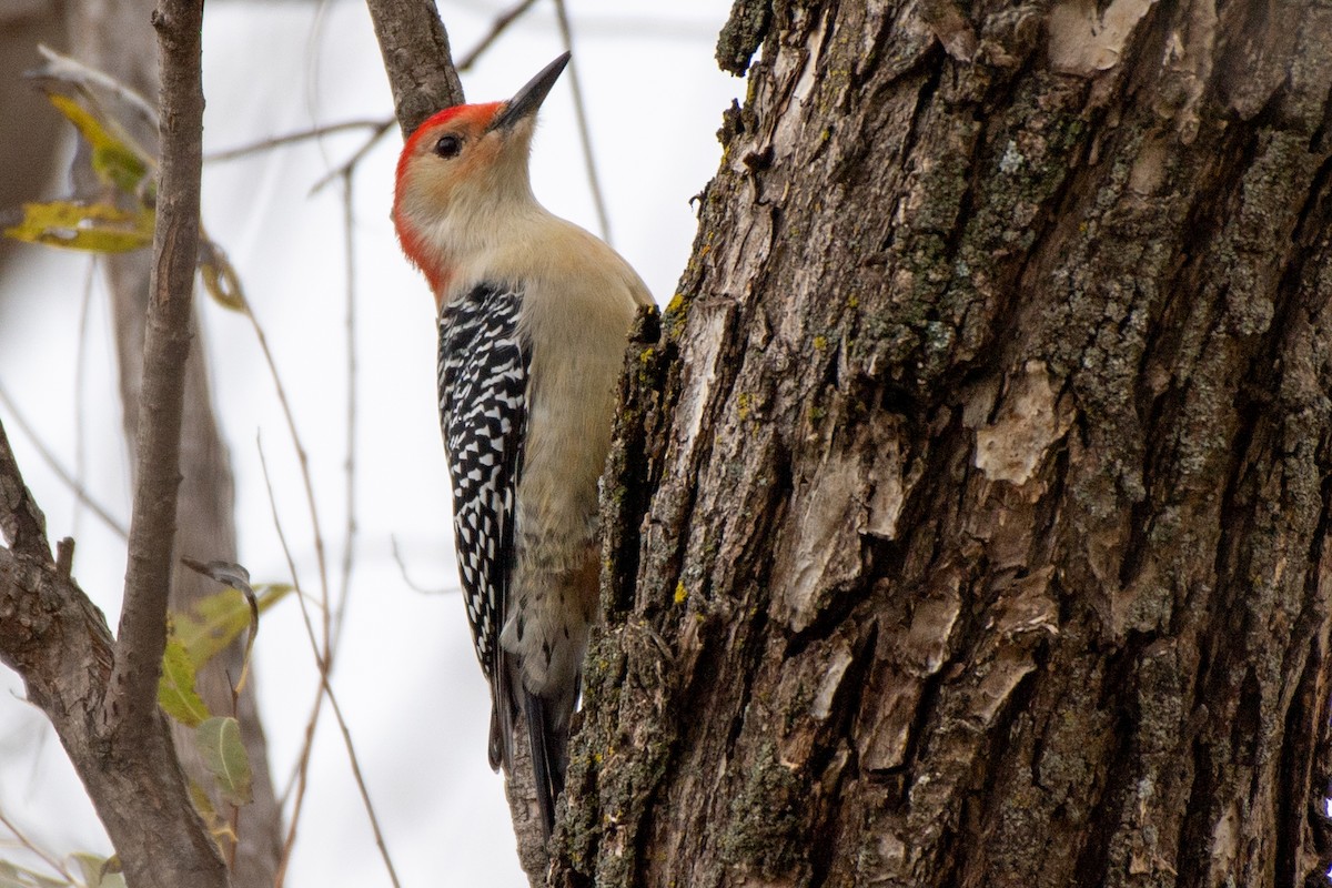 Red-bellied Woodpecker - ML274381861