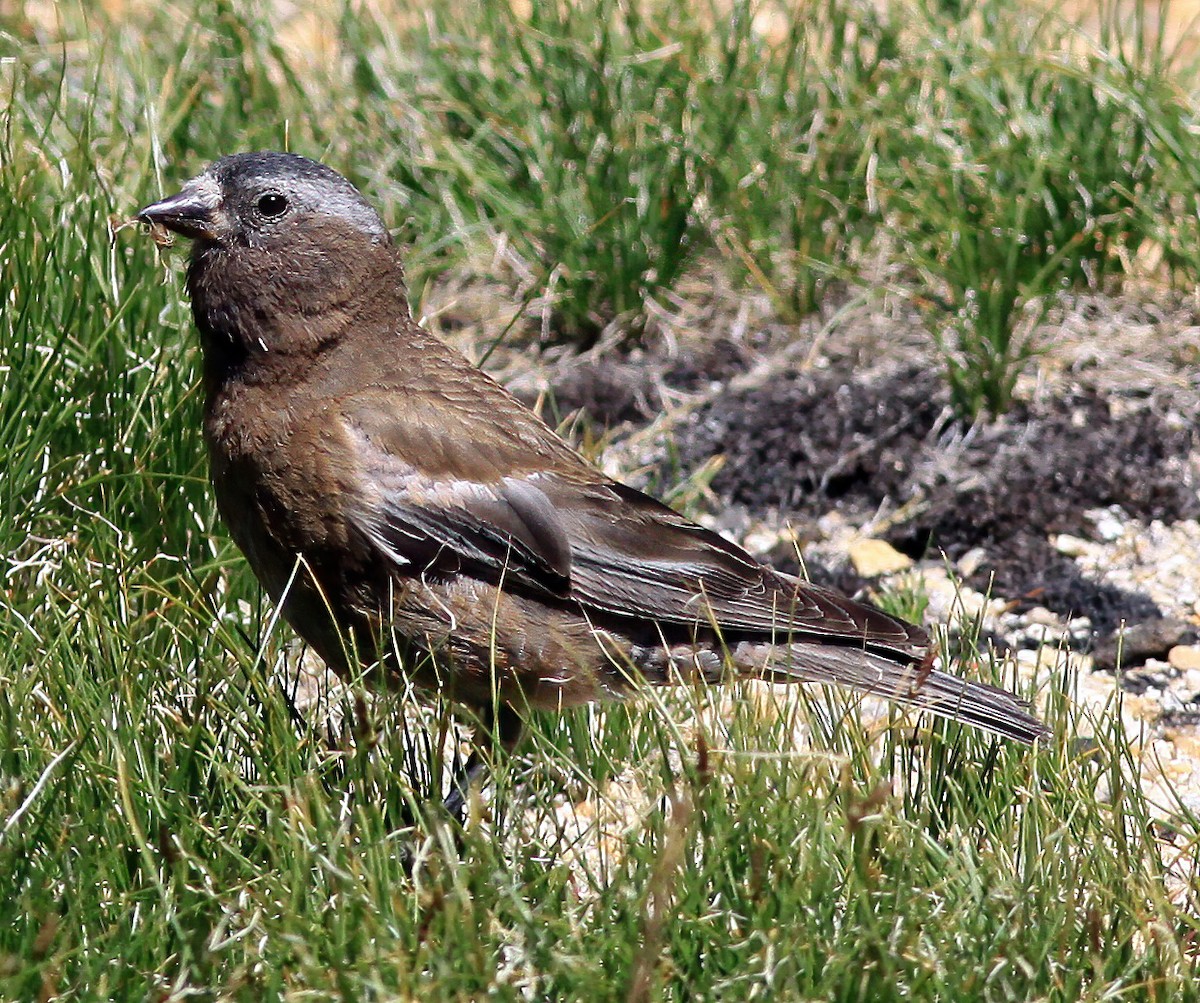 Gray-crowned Rosy-Finch - ML274389831