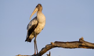  - Wood Stork