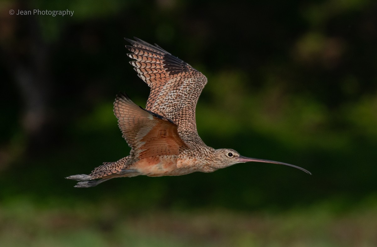 Long-billed Curlew - ML274394611