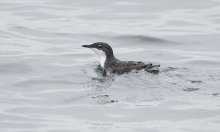  - Scripps's Murrelet