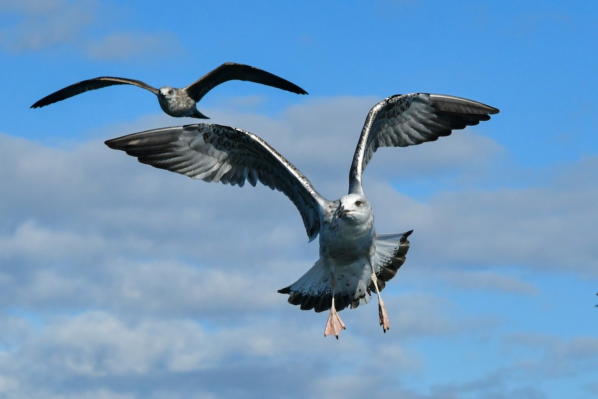 Yellow-legged Gull - ML274404841