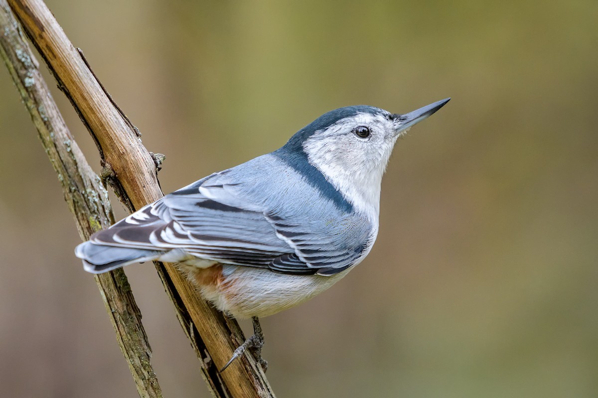 White-breasted Nuthatch - ML274405151