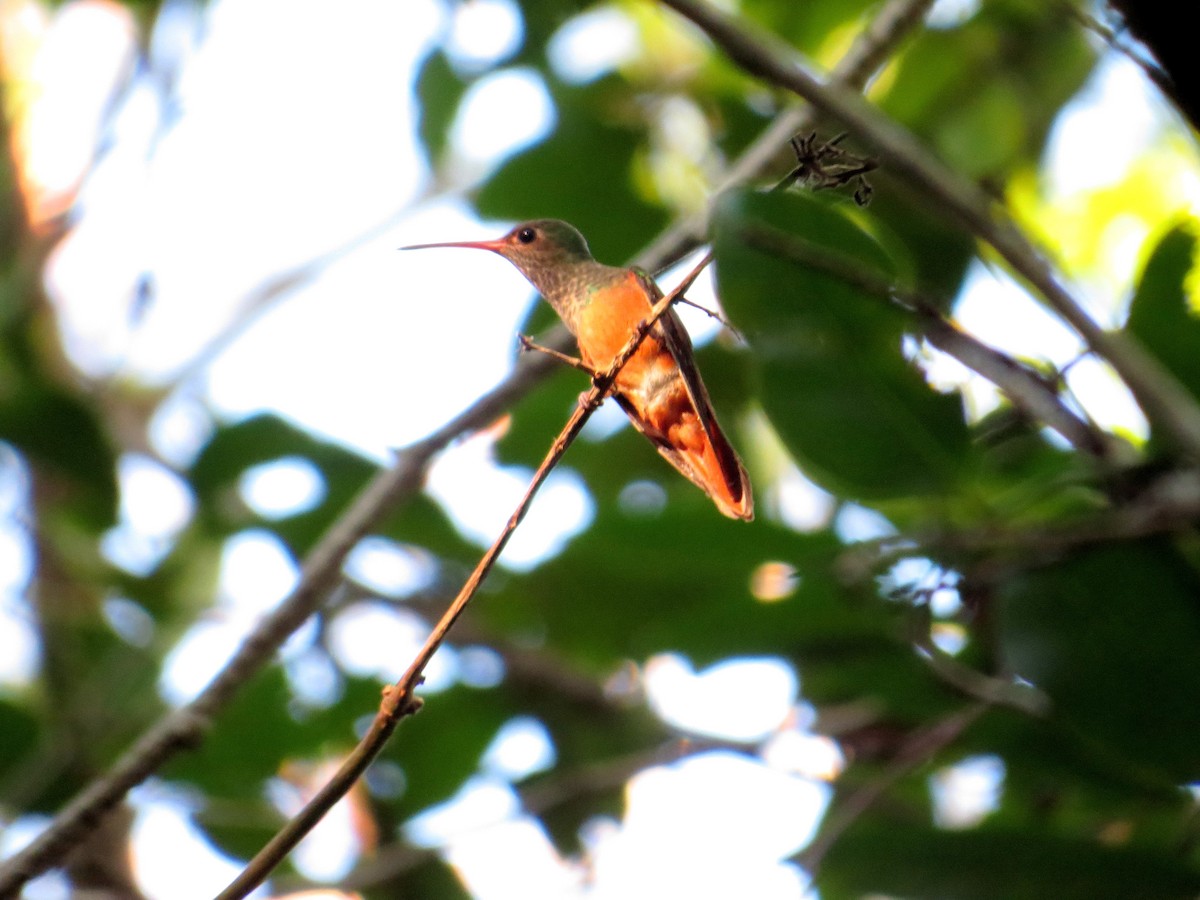 Buff-bellied Hummingbird (Yucatan) - ML27440561