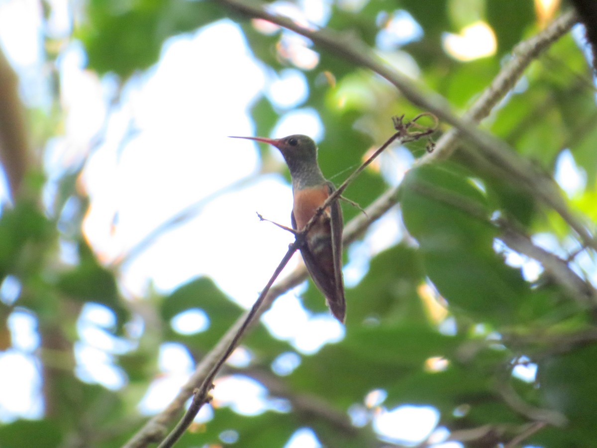 Buff-bellied Hummingbird (Yucatan) - ML27440571
