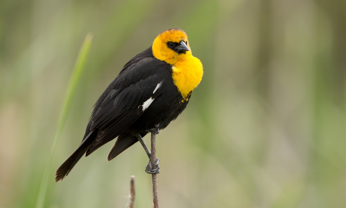 Yellow-headed Blackbird - ML27440601